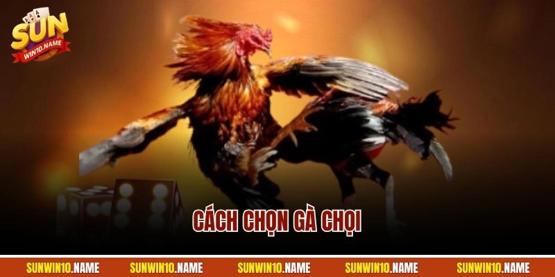 Cách Chọn Gà Chọi – Hướng Dẫn Bí Quyết Từ Chuyên Gia Lâu Năm