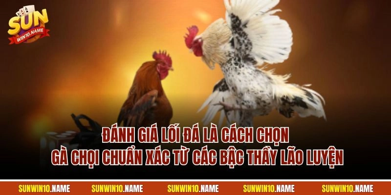 Đánh giá lối đá là cách chọn gà chọi chuẩn xác từ các bậc thầy lão luyện