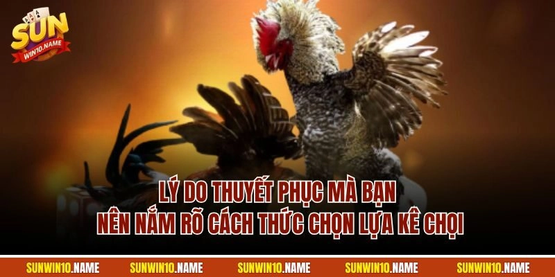 Lý do thuyết phục mà bạn nên nắm rõ cách thức chọn lựa kê chọi